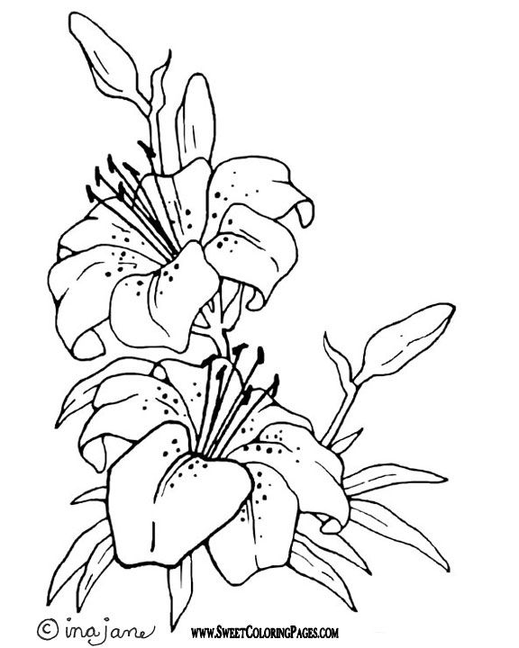 576x720 Scenic Coloring Pages Shakespearea Midsummer Nights Dream