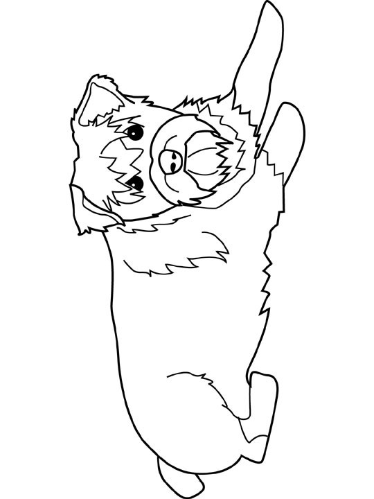 Schnauzer Coloring Page