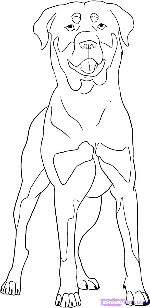 588x1207 Schnauzer Coloring Page Schnauzer Coloring Page Printable Coloring
