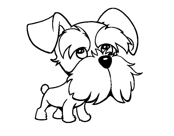 600x470 Schnauzer Coloring Page Starklx