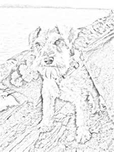 225x300 Schnauzers Colouring Pages