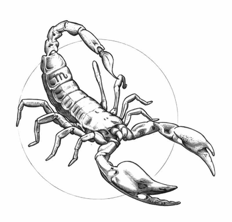 800x764 Scorpio