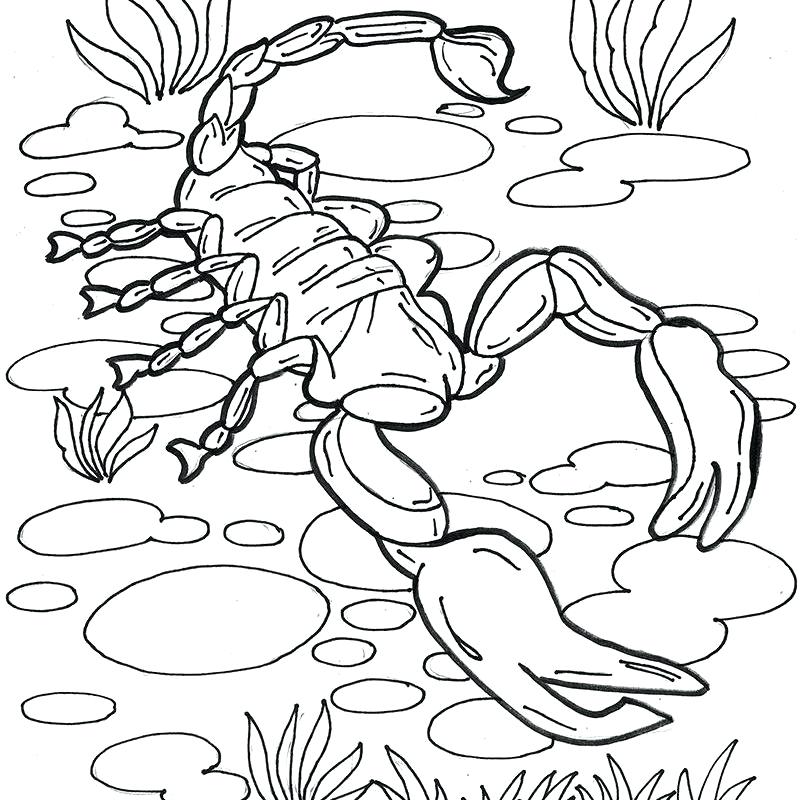 800x800 Scorpion Coloring Pages Scorpion Coloring Pages Mortal Kombat