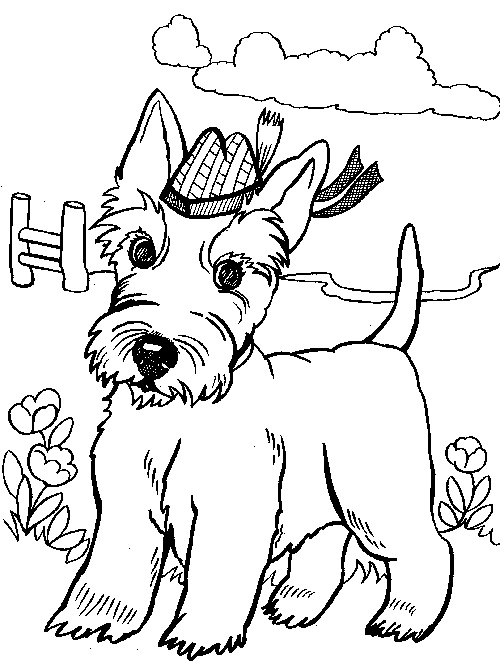 500x662 Scotland Coloring Pages Christmas In Scotland Coloring Pages
