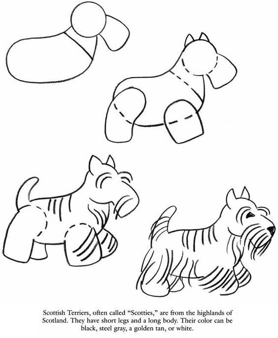 564x687 Pin By De On Toodle B Dog, Scottish Terrier And Westies