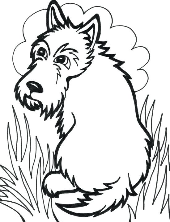 550x719 Scottie Dog Colouring Page Free Adult Coloring Pages To Print