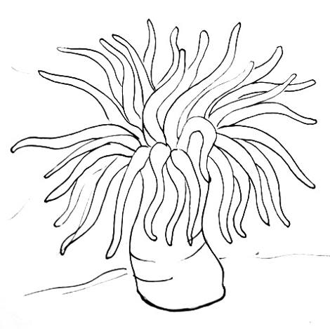 Sea Anemone Coloring Page