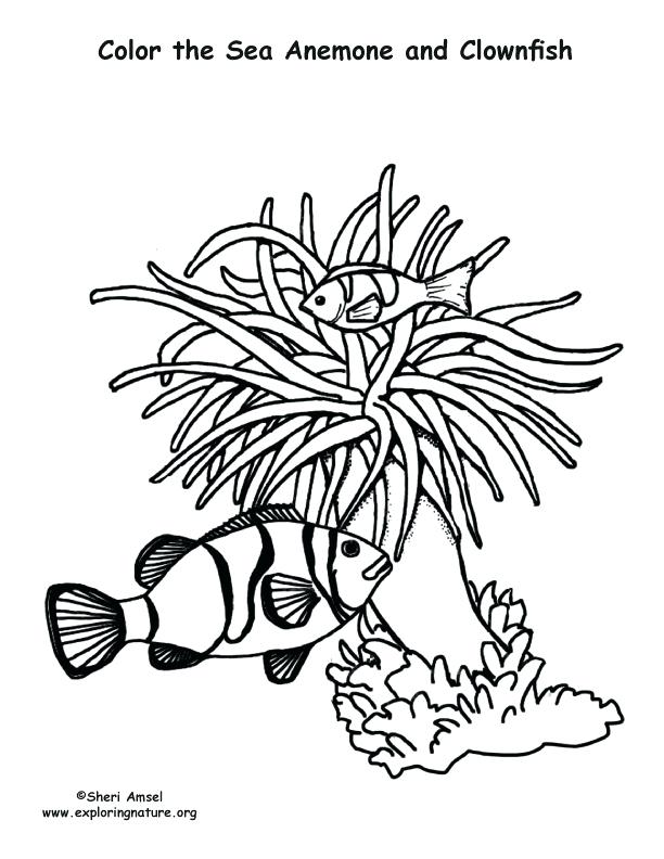 612x792 Sea Anemone Coloring Page Sea Anemone Coloring Pages Nature Sea