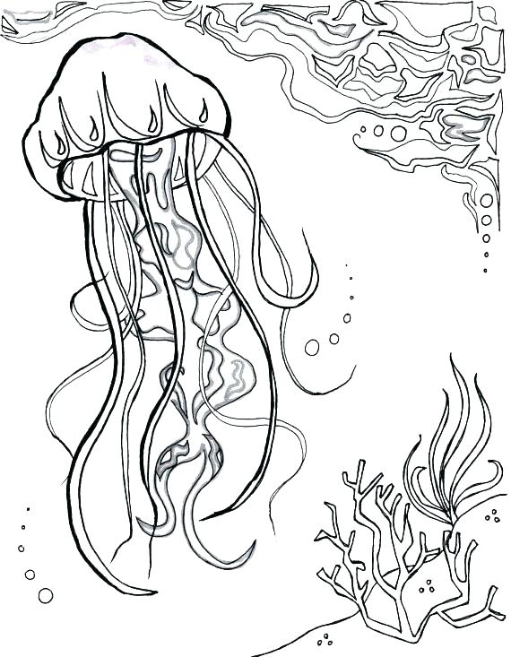 570x733 Sea Urchin Coloring Page Anemone Sea Anemone Pencil And In Color