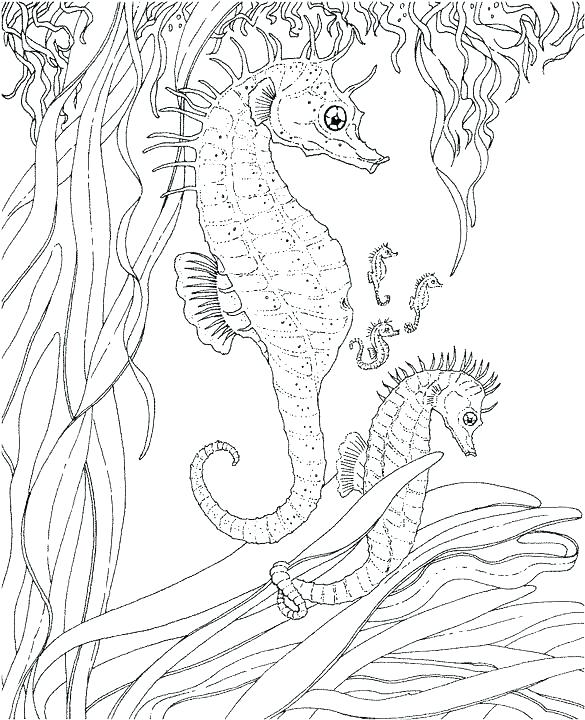 585x720 Adult Ocean Coloring Pages Ocean Life Coloring Pages Oceans
