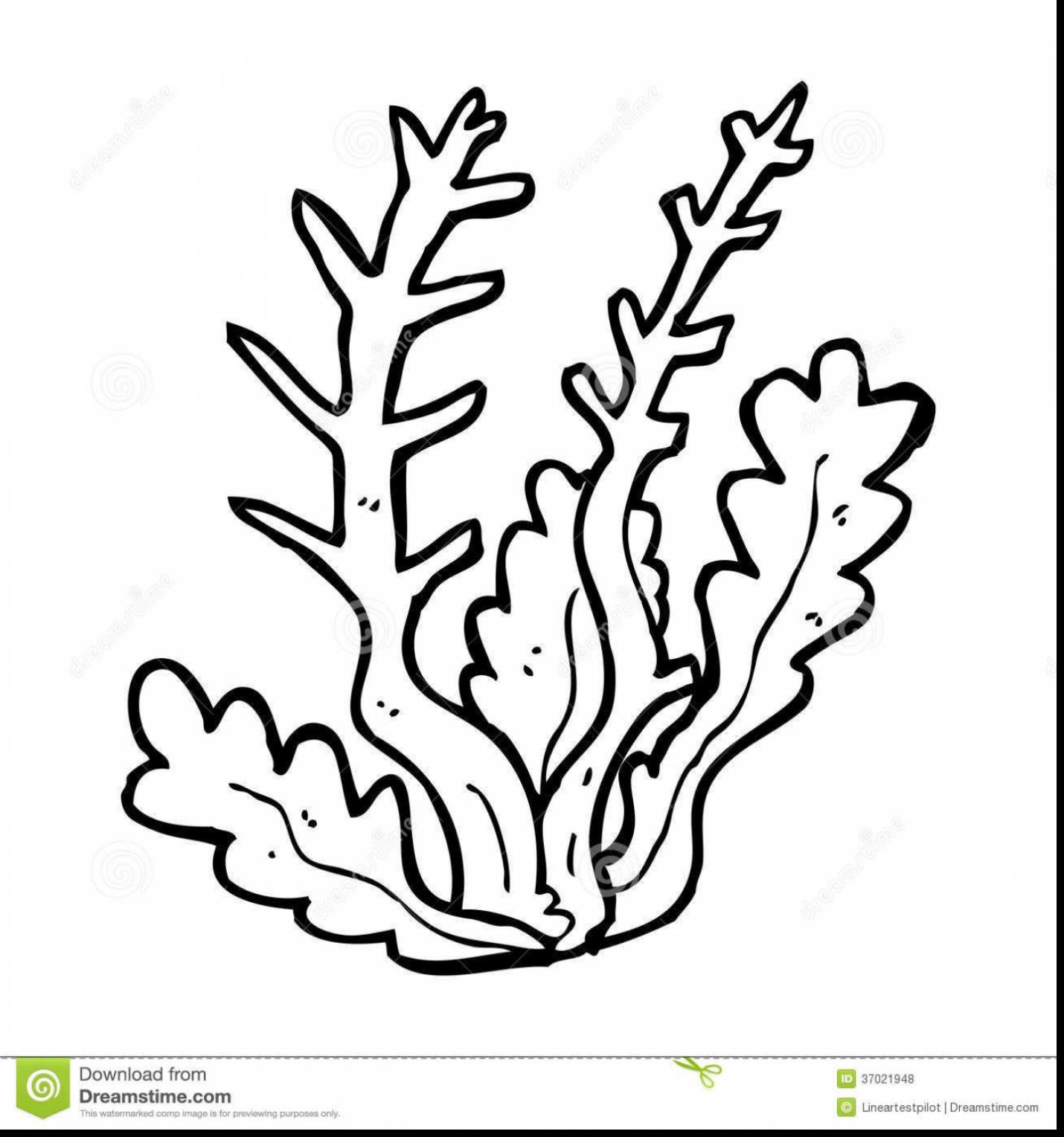 1430x1529 Best Coloring Pages Of Coral Reefs Ocean Plant