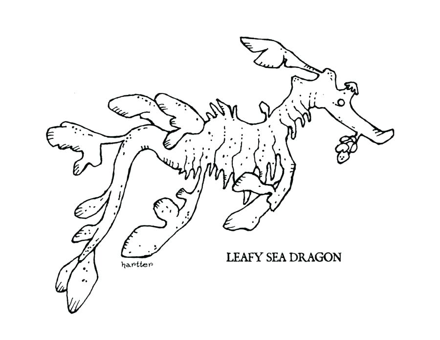 900x695 Awesome Sea Dragon Coloring Pages And Images Of Sea Dragon