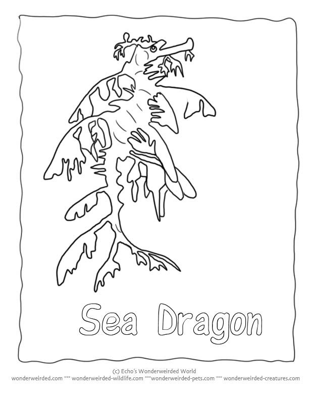 612x792 Leafy Sea Dragon Silhouette From Our Wildlife Coloring Pages