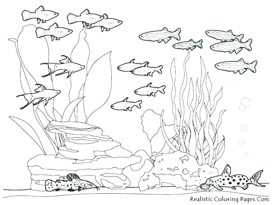 878x659 Sea Creatures Coloring Pages For Adults Kids Coloring Ocean Life