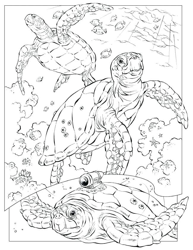 650x841 Sea Life Coloring Pages Sea Life Coloring Pages For Adults Free