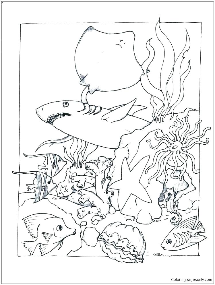 749x993 Marine Life Coloring Pages Sea Lion Coloring Page Printable