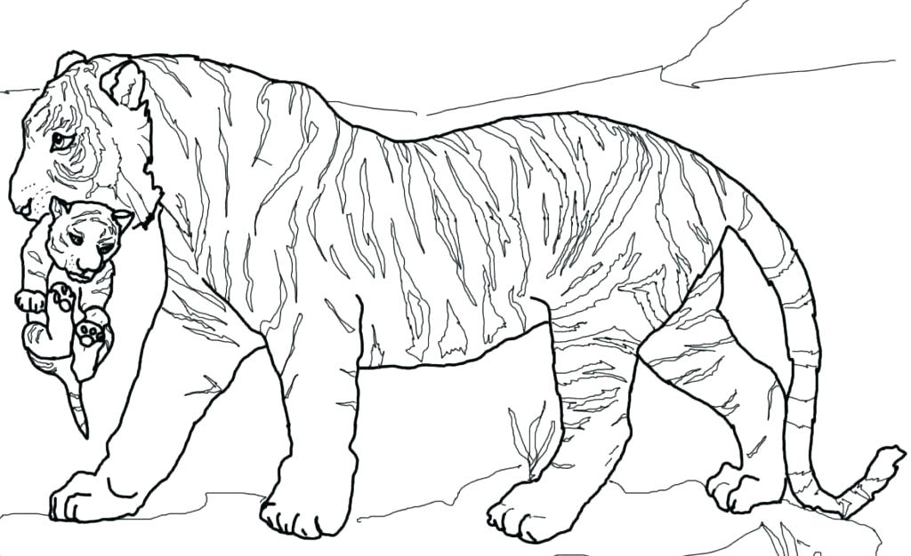 1024x626 Sea Lion Coloring Page Sea Lion Coloring Page Sea Lion Coloring