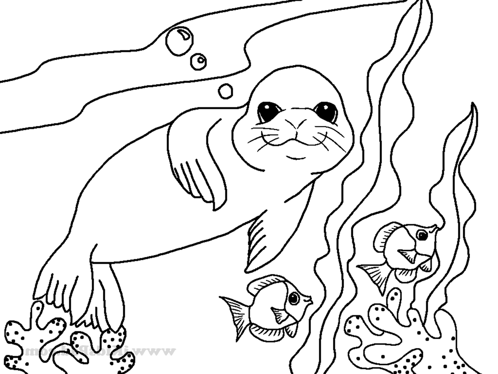 1024x768 Sea Lion Coloring Pages