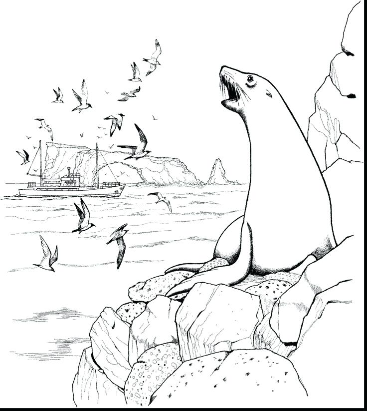 736x823 Coloring Sea Lion Coloring Page All Information About Drawing