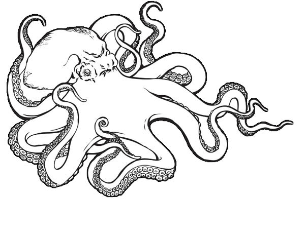 600x458 Sea Monster Octopus Coloring Page Color Luna