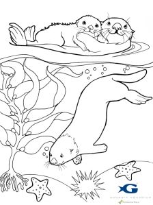 224x299 Sea Otter Awareness Week 2012 Otters, Yearbooks And Ocean