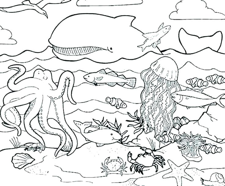 736x610 Sea Otter Coloring Page