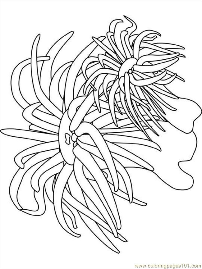 650x866 Ocean Plants Coloring Pages Ocean Coloring Pages For Preschool