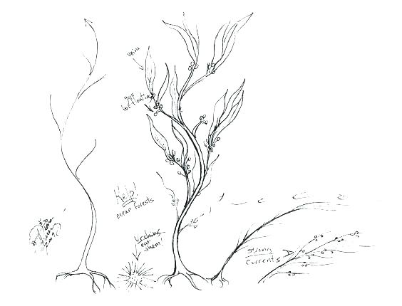 564x430 Plants Coloring Coloring Pages Plants Sea Plants Coloring Pages