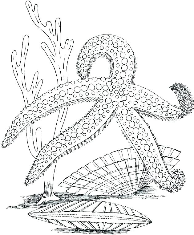 630x763 Plants Coloring Page Plants Coloring Page Coloring Pages Plants