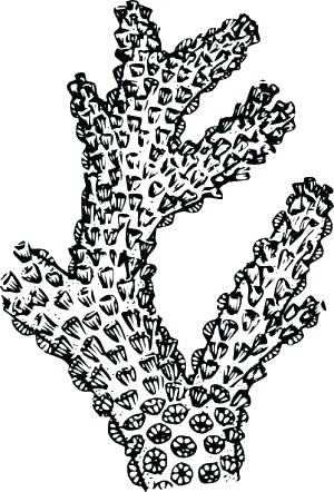 300x442 Sea Plants Coloring Pages Ocean Plants Coloring Pages Adults Under
