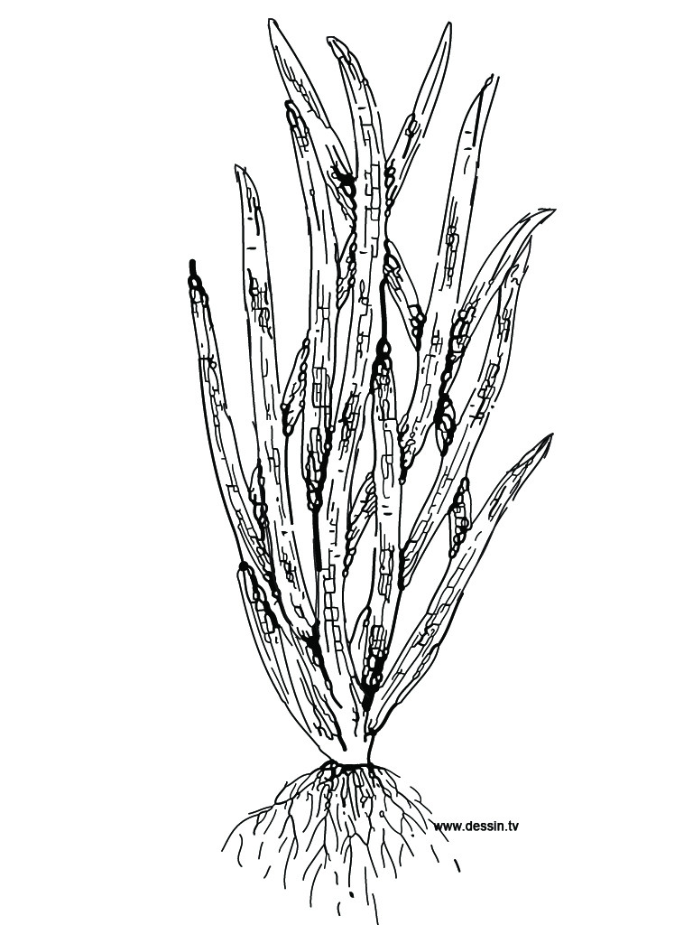 768x1024 How To Draw Coral Reef Coloring Pages For Kids In Sea Plants