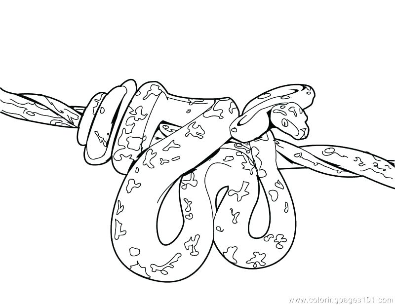 800x618 Snake Color Page Snake Color Page Coloring Pages Snake Reptile
