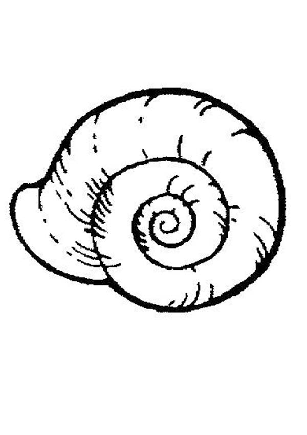 600x849 Sea Snail Free Coloring Page
