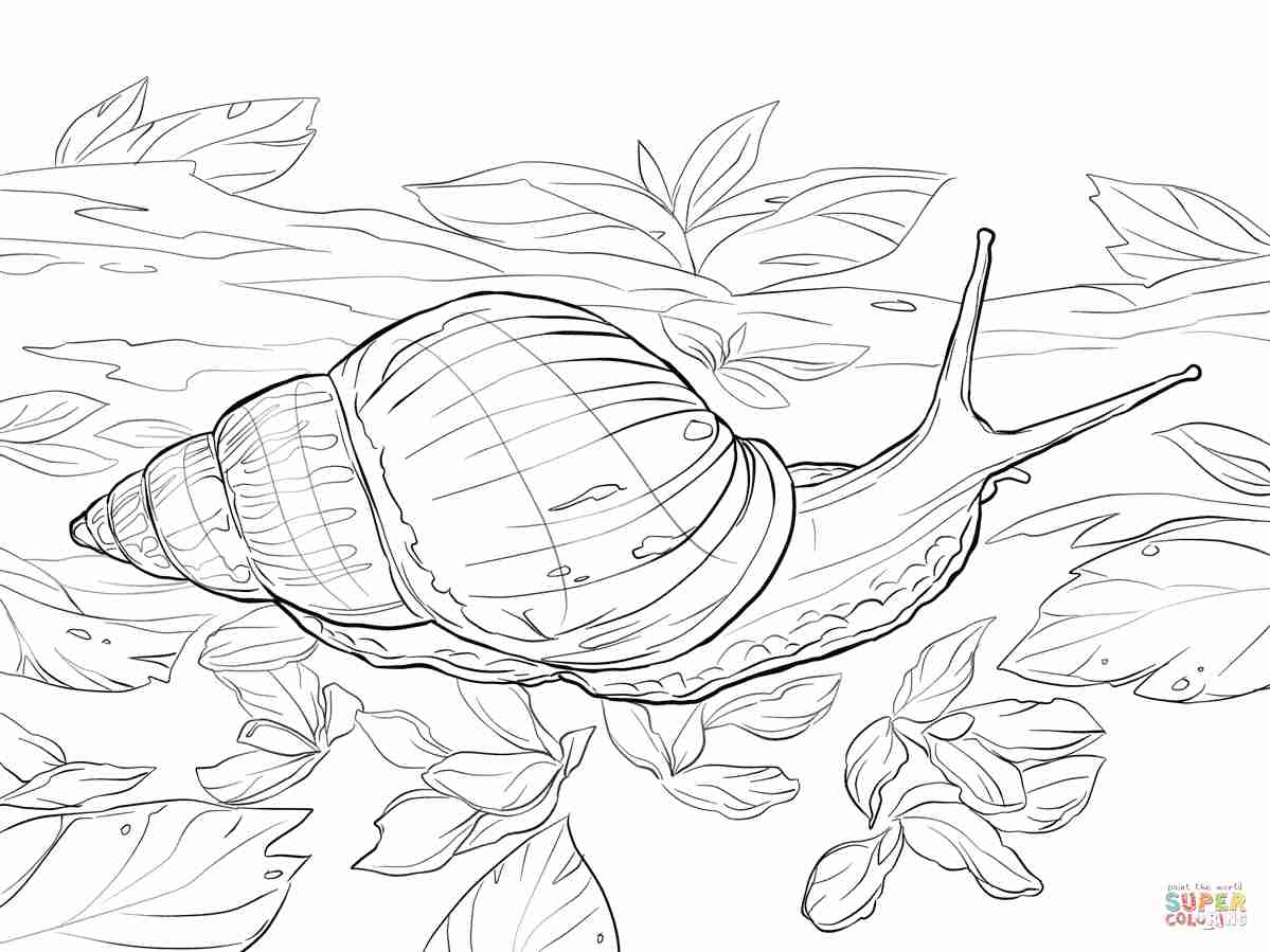 1199x899 Cute Snail Coloring Pages Printable Free Animals Page Cone Sea