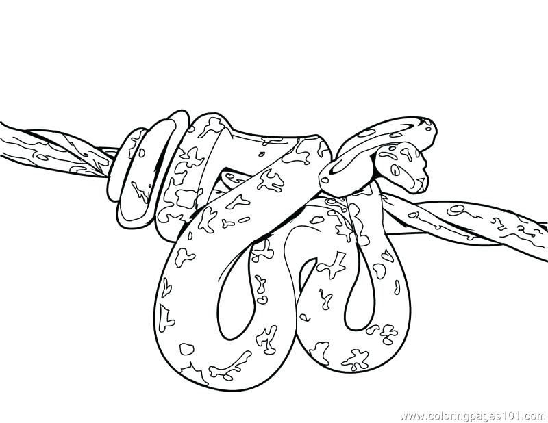 800x618 Snake Color Pages Snake Color Page Coloring Pages Snake Reptile