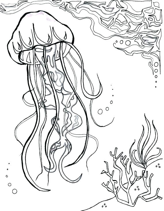 570x733 Nautical Coloring Pages Jellyfish Coloring Page Jellyfish Coloring