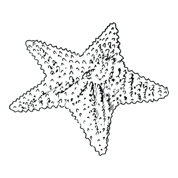 618x618 Starfish And Seaweed Coloring Pages Printable Patrick Star