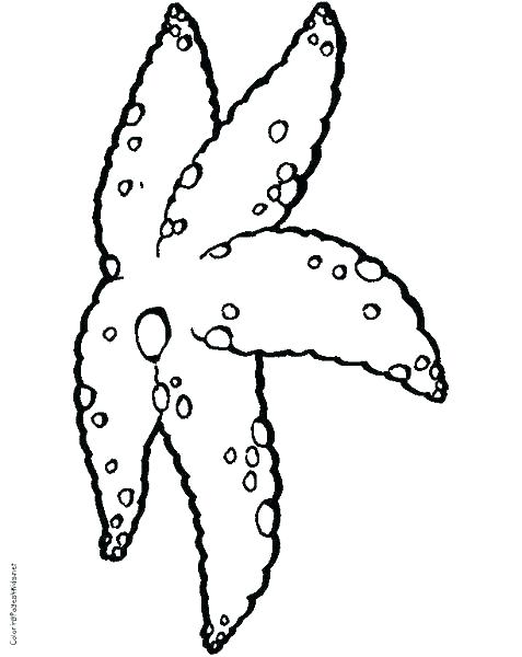 477x600 Starfish Coloring Pages Coloring Page Starfish Coloring Page