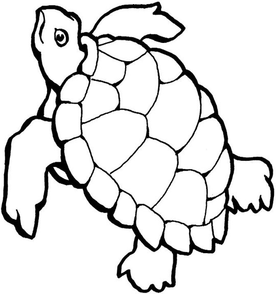 Sea Turtle Coloring Page
