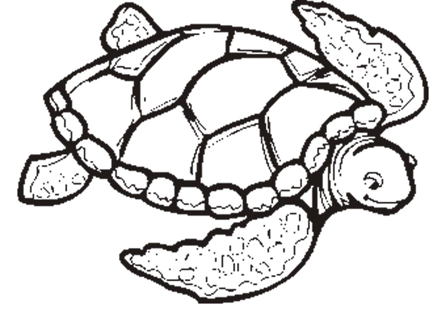 900x632 Grand Sea Turtle Coloring Pagesdult Baby Printable