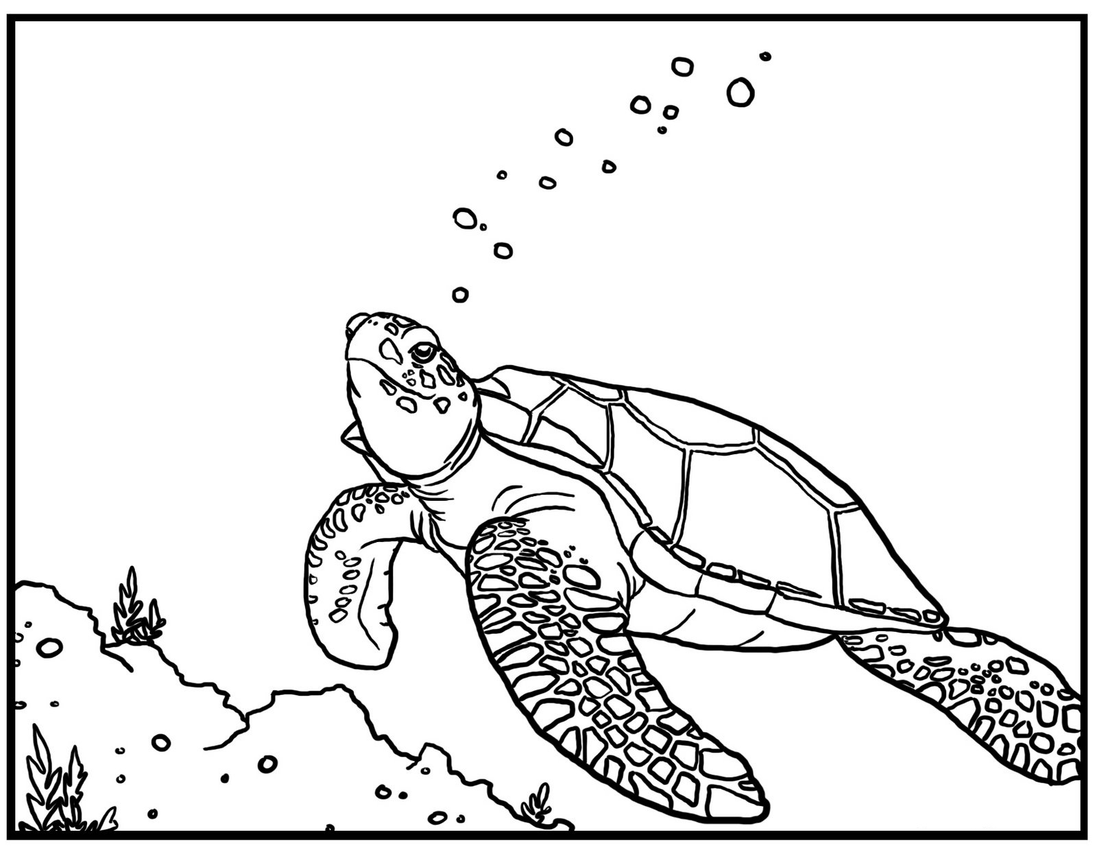 1600x1236 Sea Turtle Coloring Page Free Bell Rehwoldt To Print