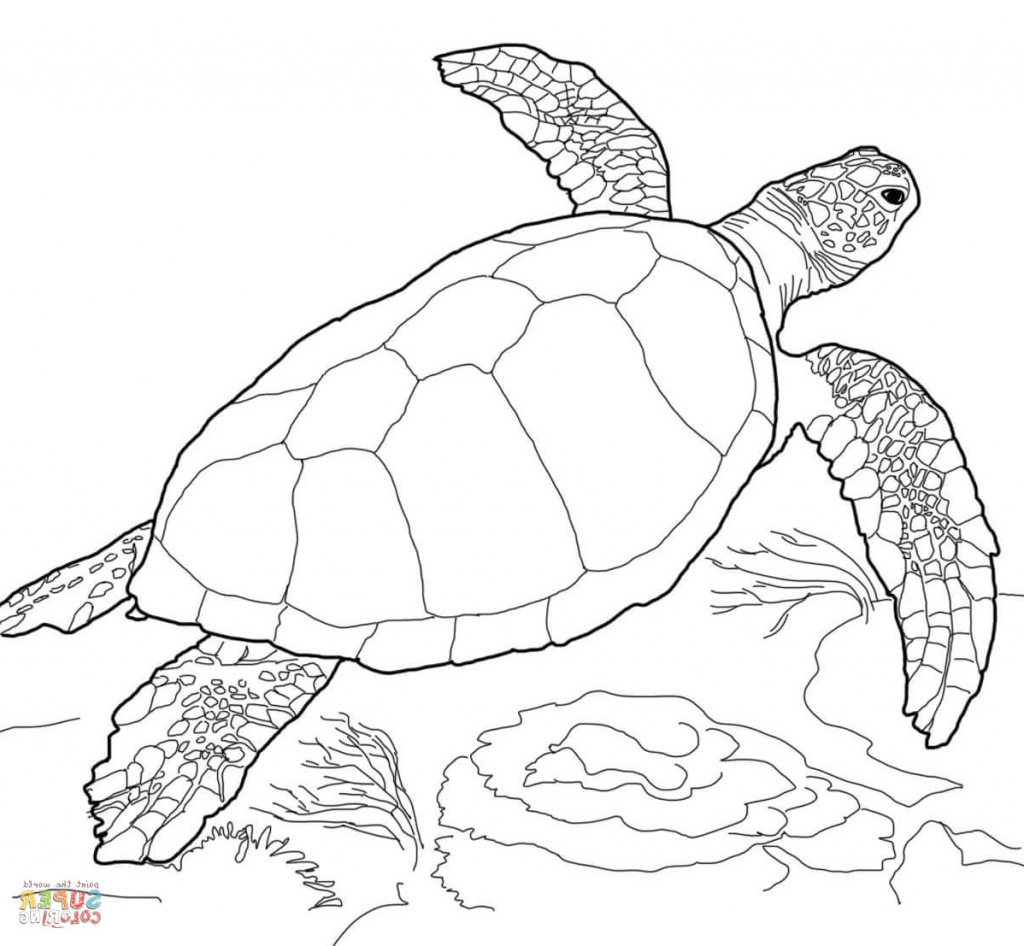 1024x946 Simple Sea Turtle Drawing Simple Sea Turtle Drawing Sea Turtle