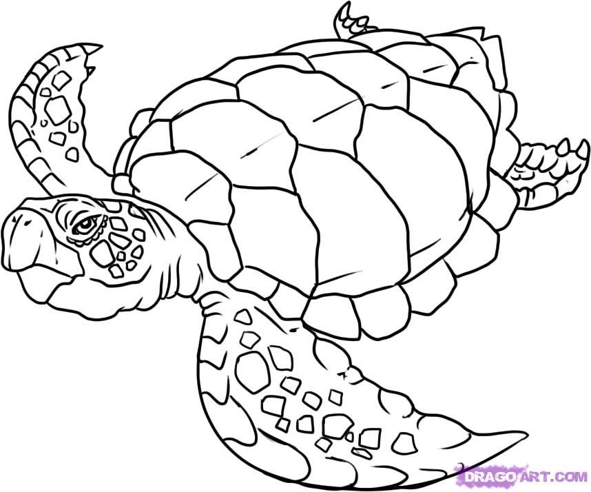 858x714 Sea Turtle Coloring Pages To Download And Print For Free