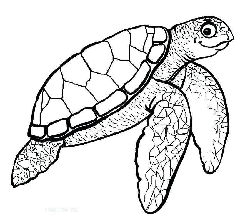 850x761 Sea Turtle Coloring Pages To Print