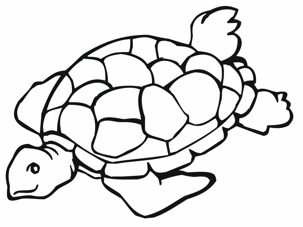 1200x900 Cute Sea Turtle Coloring Pages Page Hawksbill For Adults Baby Free