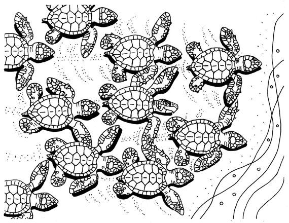 Sea Turtle Coloring Pages Printable