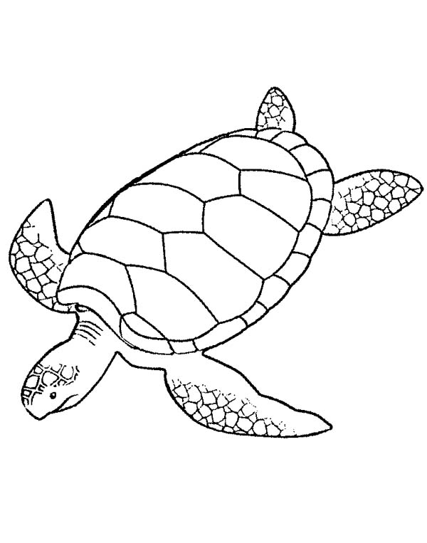 600x763 Giant Green Sea Turtle Coloring Page
