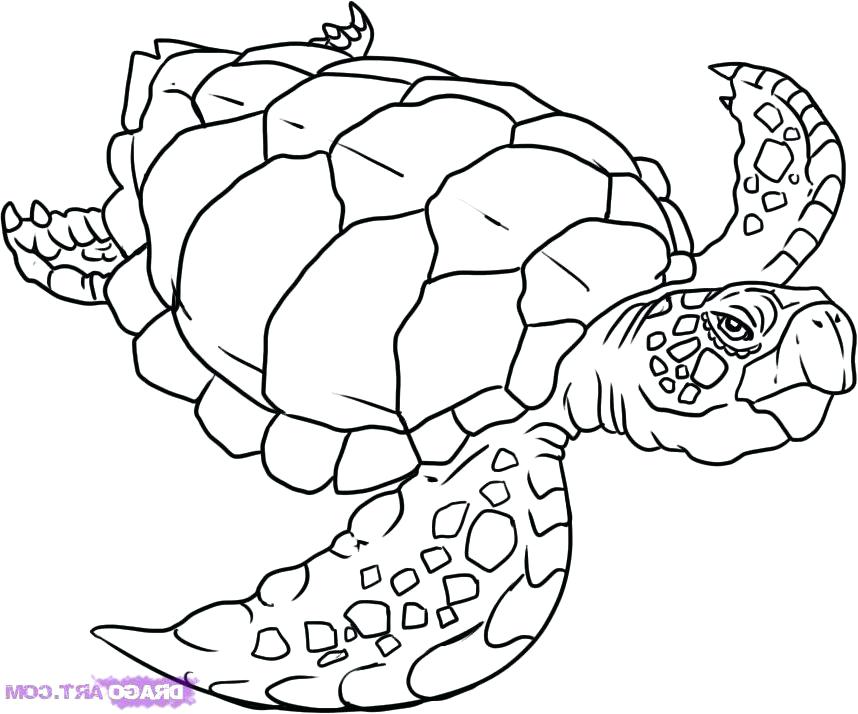 858x714 Sea Turtle Coloring Coloring Pages Of Sea Turtles Printable