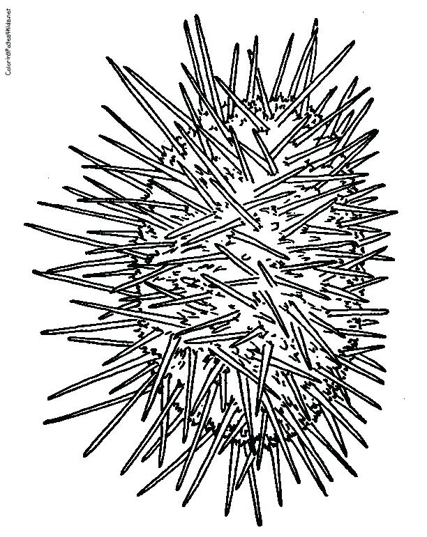612x771 Sea Urchin Coloring Page Sea Urchin Coloring Page High Quality Sea