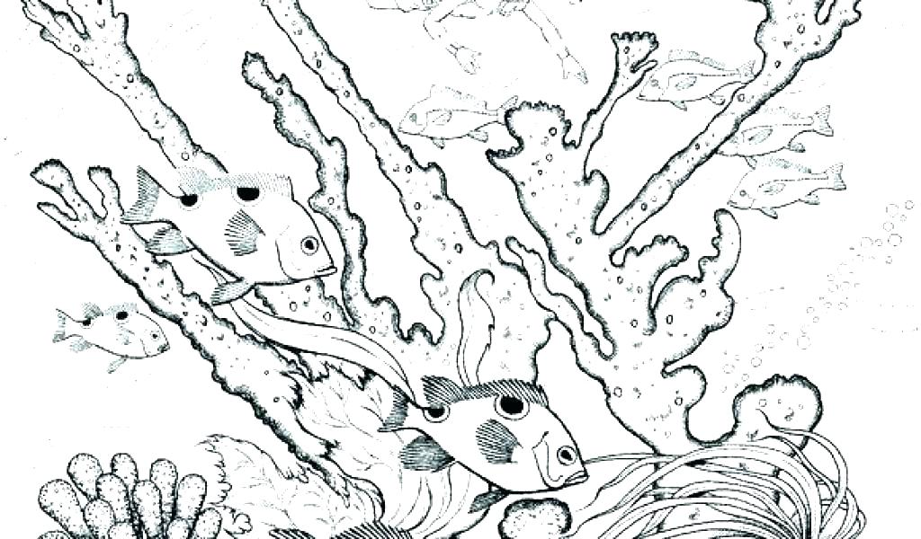 1024x600 Sea Urchin Coloring Page Sea Urchin Coloring Page Sea Urchin